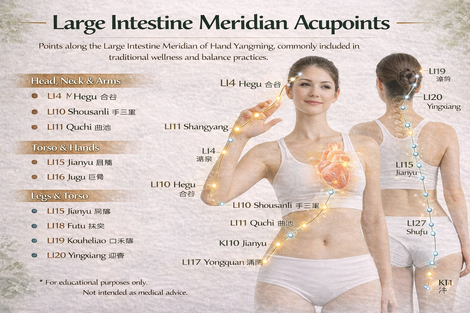 Large Intestine Meridian (LI)