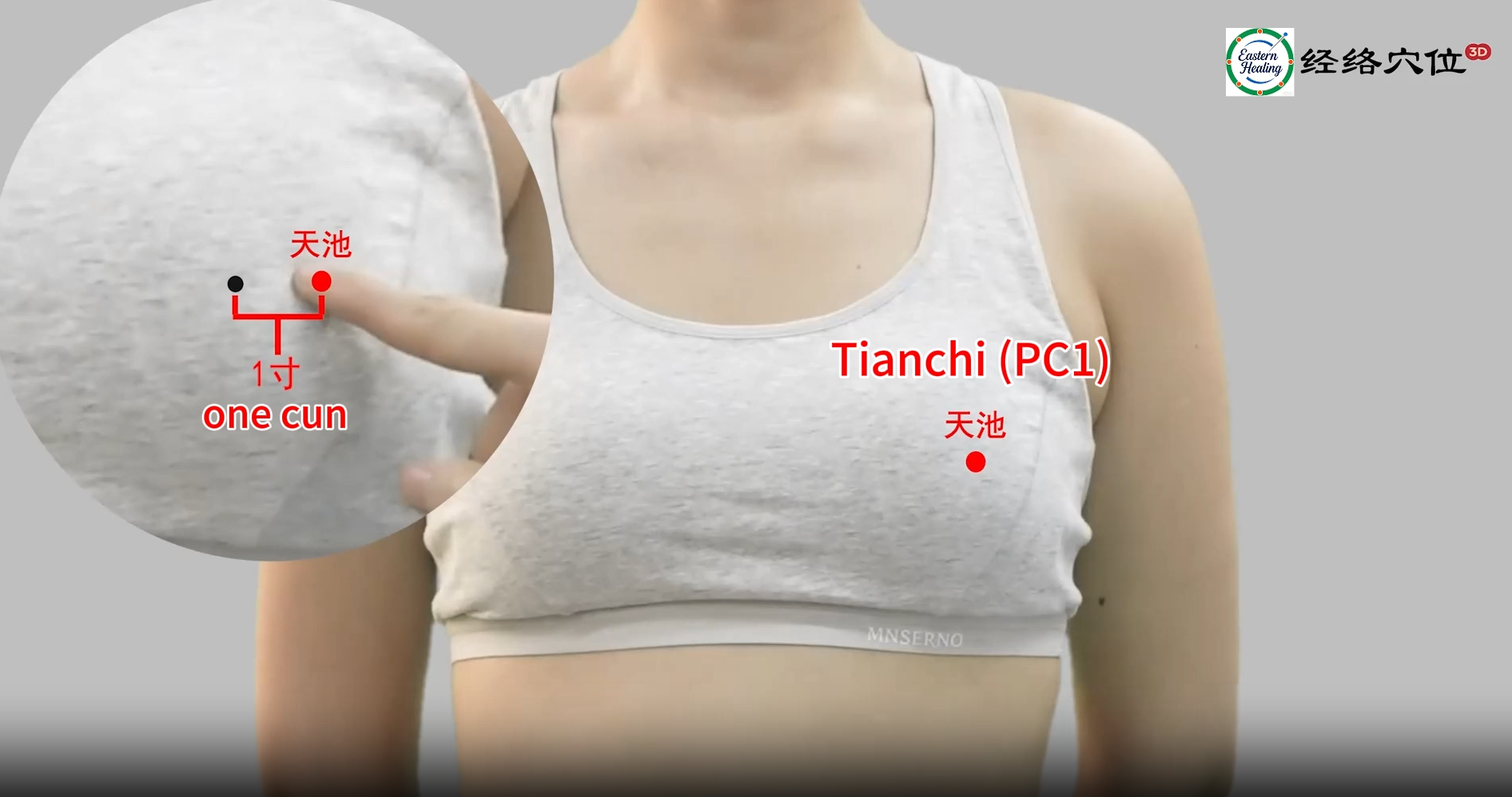 Pericardium Meridian (PC)