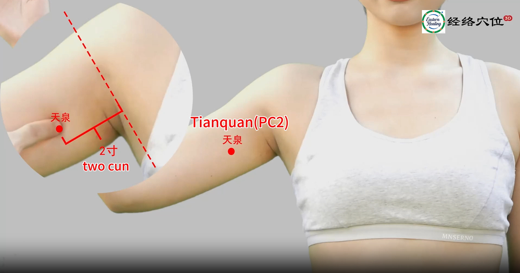 Pericardium Meridian (PC)