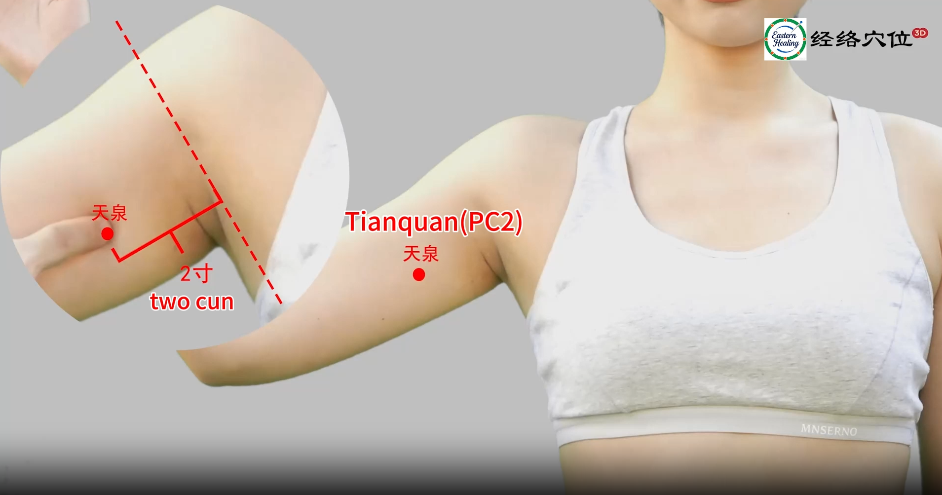 Pericardium Meridian (PC)