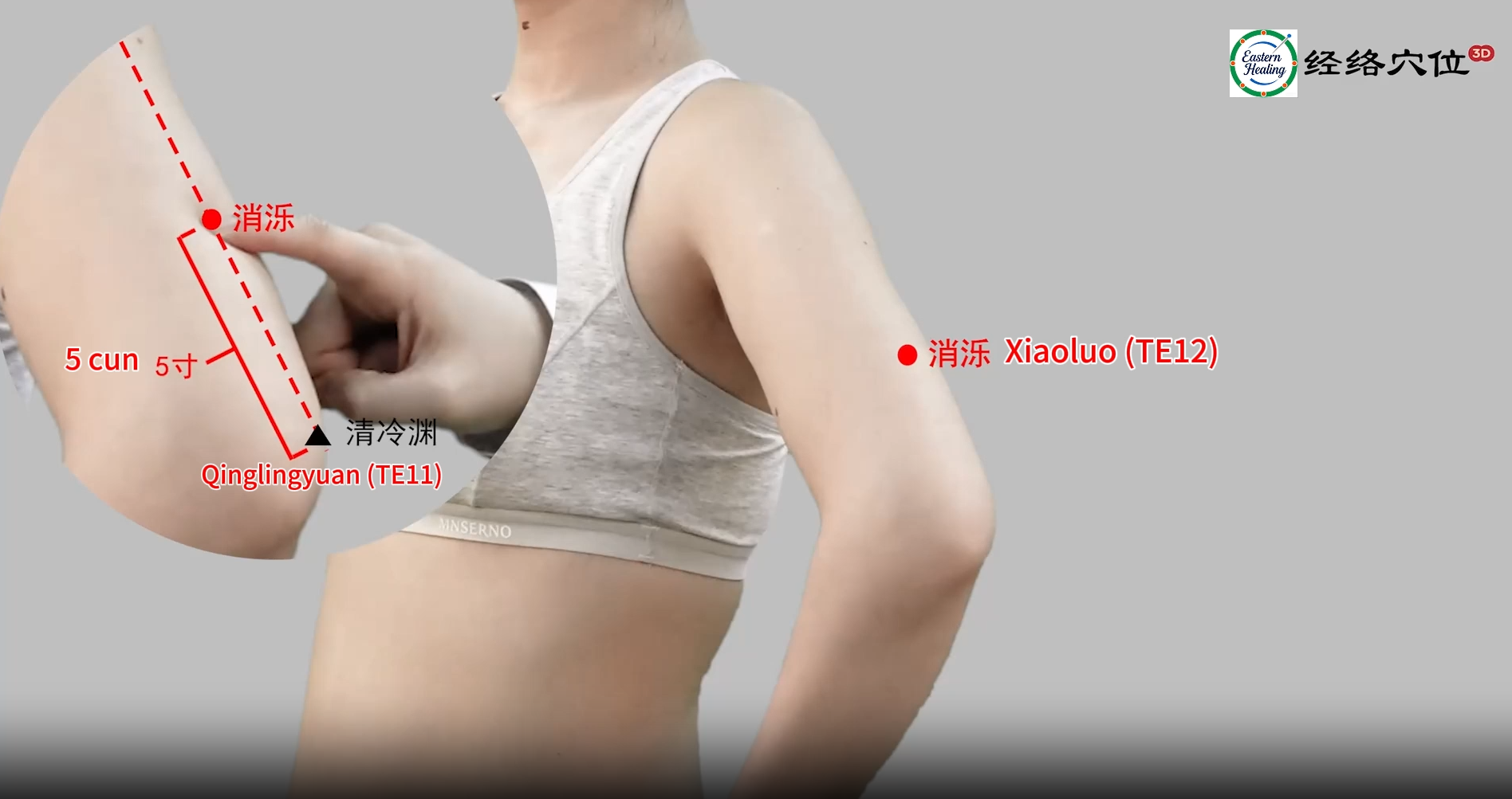 Triple Burner / San Jiao Meridian (SJ / TB)