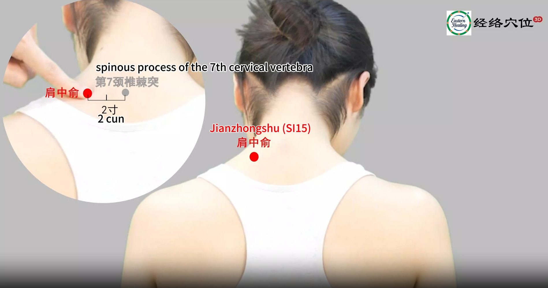 Small Intestine Meridian (SI)