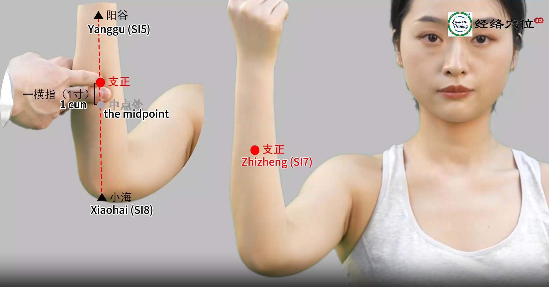 Small Intestine Meridian (SI)